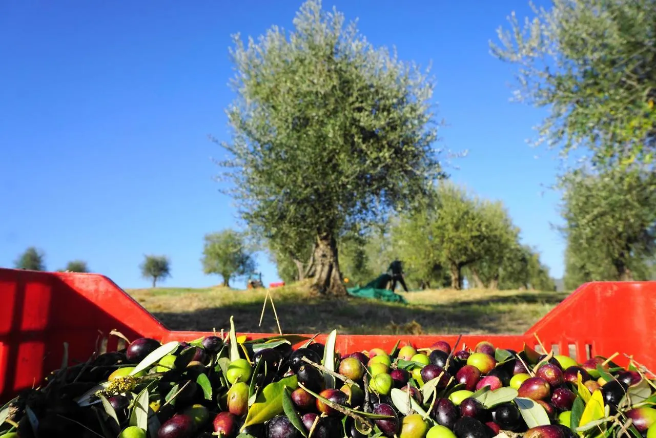 Vakantieboerderij Fattoria Lornano Winery Villa Monteriggioni