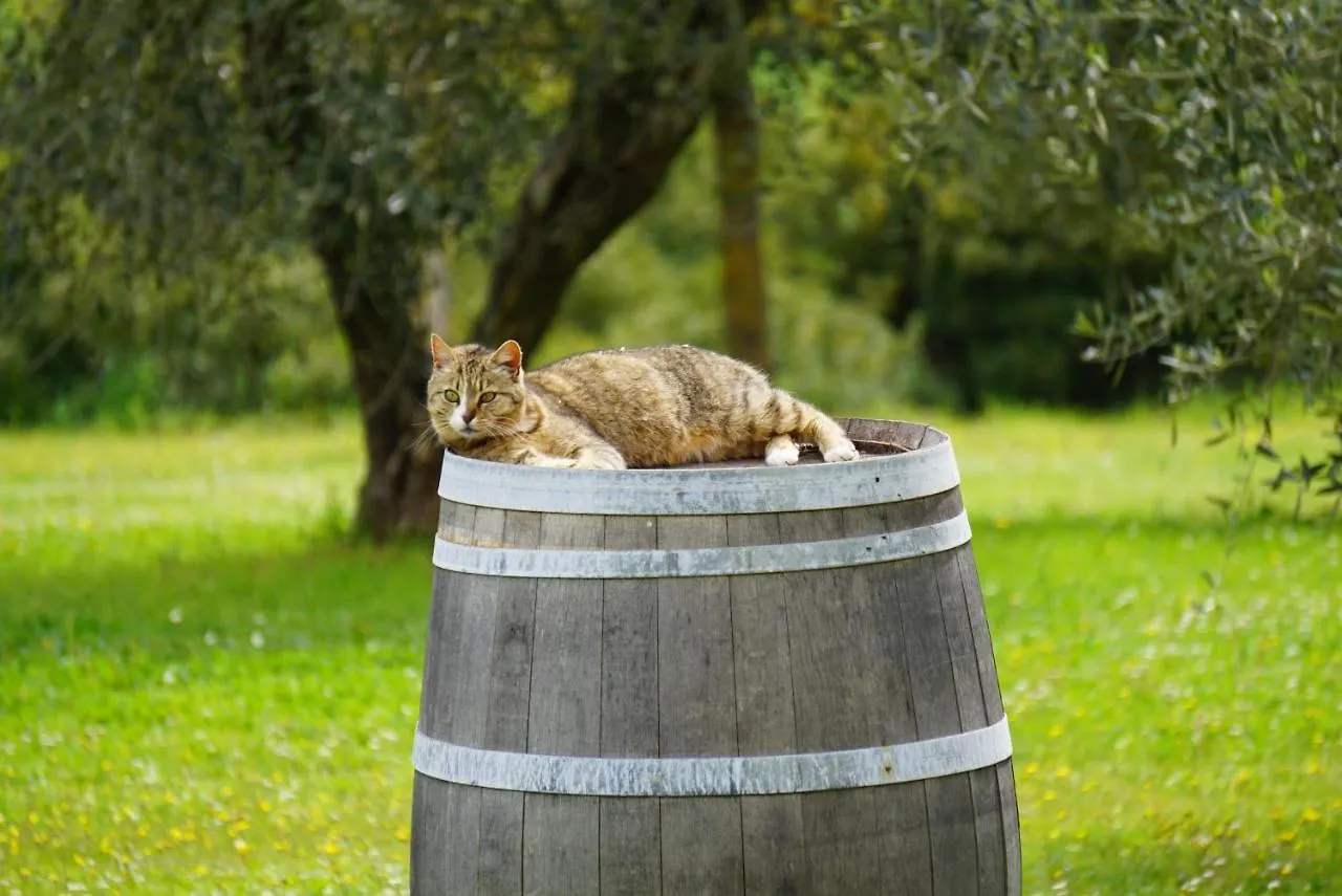 Farm stay Fattoria Lornano Winery Villa Monteriggioni